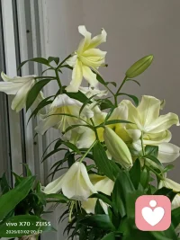 奶黄百合慢慢开，情绪也不必急着释怀
窗台的奶黄色百合次第舒展，有的完全盛放，有的还是紧紧闭合的花苞，没有哪一朵会被催促立刻绽放。