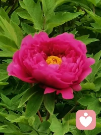 很多时候，我们不是不够坚强，
只是心里装了太多委屈、压力和说不出口的情绪。
 
不用逼自己立刻好起来，
也不用假装没事、硬撑着微笑。
 
允许自己难过、疲惫、迷茫，
允许自己有脆弱的时刻。
 
真正的疗愈，从来不是强迫自己坚强，
而是有人看见你的情绪，愿意陪你慢慢走出来。
 
如果你最近觉得累、焦虑、内耗，
可以在这里说说，我愿意认真倾听。