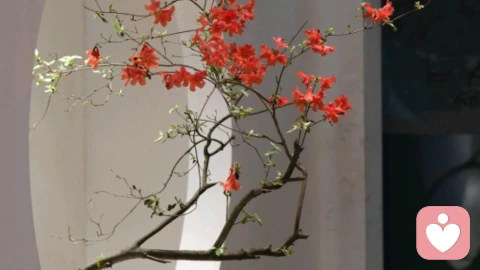 成年女性的独处,往往不是一种凄清的孤独,而是一场久违的、神圣的“精神充电”。当喧嚣退去,她们终于褪去了妻子、母亲或职场精英那些坚硬的外壳,在只属于自己的时区里,