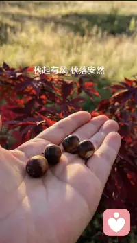 秋起秋落