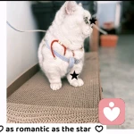 南乔安夏的头像