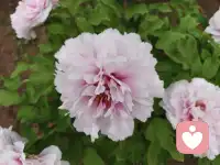 1. 不和自己较劲了，放过情绪，也放过纠结的自己。
2. 人生本就有起有落，不必困在过往里内耗，往前走，风都是温柔的。
3. 情绪会自愈，心事会散尽，慢慢来，一切都来得及。配图