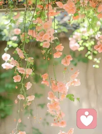 低落的时候 不要去做决策  不要去用大脑思考  因为所有的想法都是错的  你只用去关注  你的身体   你的状态   你的饮食   从这些微小的事情回归到当下即可配图