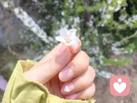 风把春天揉成碎花，落在你发梢时，顺便也把烦恼吹成了远方的云。配图