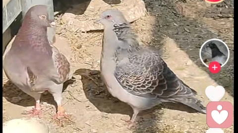 斑鸠对鸽求情，人与想像共鸣。