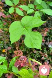 植物在自己的世界里，
也像极了内心独处时的状态。