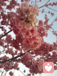 四月的风真的好温柔，忙里偷闲在公园坐了会儿，看阳光透过树叶洒下来，听着鸟叫，什么都不想，整个人都被治愈了～ 生活的美好，往往就藏在这些不起眼的小瞬间里呀 🌸配图