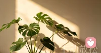【心理学：真正的放松，不是躺着刷手机】
刷视频、玩游戏看似休息，其实大脑仍在接收信息，属于被动放松，越刷越疲惫。
主动放松才有效：深呼吸5分钟、拉伸、听纯音乐、闭目发呆，让大脑真正“离线”。
长期被动娱乐，会降低专注力，还会加重焦虑感。
#心理学常识 #放松技巧 #精神内耗配图