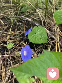 介绍下自己。40周岁，苏州大学医学影像毕业，从事超声工作8年多。18年辞职，经历过忧郁焦虑狂躁，自己作为来访者找过四位心理咨询师，第四位时间最长，四年左右，目前不需要心理咨询师了。平常也会和Deep seek豆包聊一聊。看过一些灵性方面的书籍，了解一些心理学，参加过杨定一的共修，他的书籍看过不少，与神对话，太傻天书，当下的力量，参禅步道，臣服实验，生命之书被讨厌的勇气，落在地球，全部的你等。自己在与情绪相处中，有些感悟。学过一些疗愈课程，正念冥想带领，自己坚持冥想有三年左右。还有写日记，写日记也是疏导情绪的方式。目前不怎么写了。希塔疗愈，颂钵，声音与意识的蜕变，舞动疗愈。在自然里静坐，发呆，放空，与自然亲密接触，融于自然，吸收天地宇宙灵气。自然疗愈。大概如此，伙伴们会对我有些了解。有需要的可以私信我。