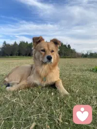 介绍下自己。40周岁，苏州大学医学影像毕业，从事超声工作8年多。18年辞职，经历过忧郁焦虑狂躁，自己作为来访者找过四位心理咨询师，第四位时间最长，四年左右，目前不需要心理咨询师了。平常也会和Deep seek豆包聊一聊。看过一些灵性方面的书籍，了解一些心理学，参加过杨定一的共修，他的书籍看过不少，与神对话，太傻天书，当下的力量，参禅步道，臣服实验，生命之书被讨厌的勇气，落在地球，全部的你等。自己在与情绪相处中，有些感悟。学过一些疗愈课程，正念冥想带领，自己坚持冥想有三年左右。还有写日记，写日记也是疏导情绪的方式。目前不怎么写了。希塔疗愈，颂钵，声音与意识的蜕变，舞动疗愈。在自然里静坐，发呆，放空，与自然亲密接触，融于自然，吸收天地宇宙灵气。自然疗愈。大概如此，伙伴们会对我有些了解。有需要的可以私信我。