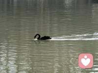 经历塑造观点，观点决定感受，本人将西方心理学与中国传统文化结合起来，形成具有中国特色的心理咨询理论，同时，也把弗洛伊德和福尔摩斯结合在一起，让咨询变得和探案一样有趣，欢迎来询