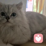 为你解忧的头像