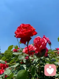 无论何人，无论何时，人们总要去乌云周围，寻索着浪漫的微光活下去配图