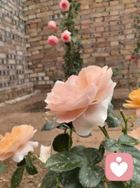 乱花渐欲迷人眼，浅草才能没马蹄。配图