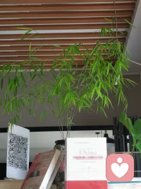 天地景物，如山间之空翠，水上之涟漪，潭中之云影，草际之烟光，月下之花容，风中之柳态。若有若无，半真半幻，最足以悦人心目而豁人灵性，真天地间一妙境也。