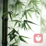 林间贝壳🧋的头像