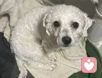 原来爱从来都不是只爱完美的样子
就像我家小狗，就算剪坏了毛
它还是会用圆溜溜的眼睛看着我
摇着尾巴奔向我
 
小狗都不嫌弃自己的“尴尬期”
我又何必对自己的不完美耿耿于怀呢
接纳现在的一切，才是真正的温柔