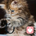 粘人泡泡?的头像