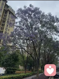 站在蓝花楹下，看花瓣飘落，忽然觉得，有些告别，也可以很温柔。配图