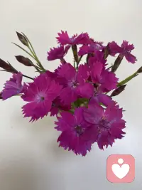 做一个快乐的人，这样你的人生才能幸福；做一个有知识的人，这样你的人生才能丰富，做一个懂礼貌的人，这样你的人生才能优雅。