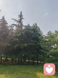 去吃吃西瓜看看花摸摸狗头，暂时放下心里的执念，回归本源吧配图