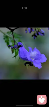懂兰的孤雅，也懂人间的清欢。烟火俗世里，守一份草木初心，安静且从容。配图