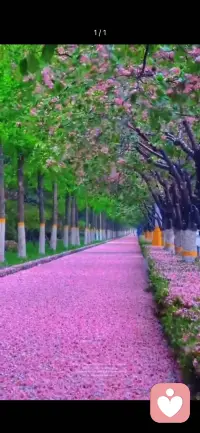 慢慢自愈，悄悄成长，日子平淡，也自有温柔光芒配图