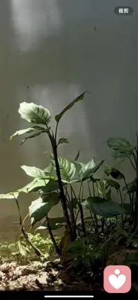 育儿本就是一场双向修行，接住孩子的不安与脆弱，治愈孩子内心迷茫。也在陪伴途中与曾经自己温柔和解。配图