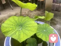 我们这一代父母好像都陷入了同一种焦虑的误区，总以为拼尽全力给孩子灌知识，堆技能提要求，就是让他变得强大的唯一方式。却忘了孩子的内在力量从不是被教会的，而是在被看见被接纳的关系里悄悄扎根生长的。配图