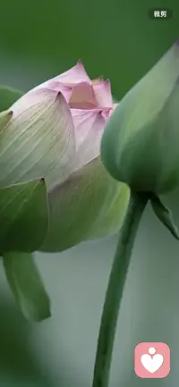 半生走过尘嚣，把心中热念都抛掉，不必追赶人潮，不必迎合他人步调。把过往轻轻放下，不和从前去计较，随心走走停停，清风伴我岁月静好，活成自己喜欢的模样。配图