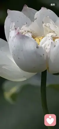 淅淅沥沥的小雨恰是聆听，恰是相逢，美好的一天从清晨开始吧！需要倾听，我刚好在配图