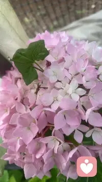 早安，我的朋友们！生活是一场沉浸式的漫游，在专属的时光里，定格心动的风景，单曲循环喜欢的歌，不必追赶谁的脚步，当你沉浸其中，自己便是最动人的诗与远方！