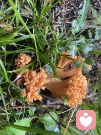 捡菌子的快乐，不在于收获多少，而是漫步林间，拔开松针枯叶，偶遇山间探出头的山野精灵，暂时抛开琐碎心事，听风声，闻泥土草木清香。配图