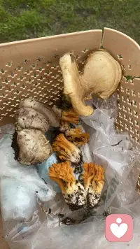 捡菌子的快乐，不在于收获多少，而是漫步林间，拔开松针枯叶，偶遇山间探出头的山野精灵，暂时抛开琐碎心事，听风声，闻泥土草木清香。配图