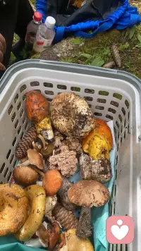 捡菌子的快乐，不在于收获多少，而是漫步林间，拔开松针枯叶，偶遇山间探出头的山野精灵，暂时抛开琐碎心事，听风声，闻泥土草木清香。配图