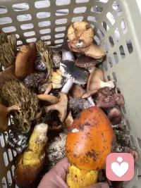 捡菌子的快乐，不在于收获多少，而是漫步林间，拔开松针枯叶，偶遇山间探出头的山野精灵，暂时抛开琐碎心事，听风声，闻泥土草木清香。配图