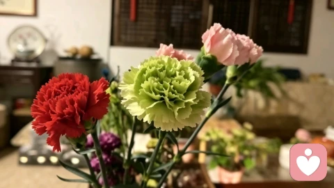 当绿色康乃馨绽放时，我看见了亲密关系里，那个被错过的“自己”。