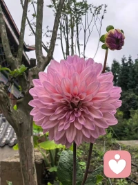 粉黛梵境

雨后的禅庭里，
这朵大丽花，
没有开得轰轰烈烈，
却带着一种让人安心的力量。
 它告诉我们：
不必和别人争艳，
不必活成别人期待的“富贵模样”。
接纳自己的节奏，
接纳自己的不完美，
像它一样，在山雾里，
温柔地、坚定地，做自己的春天。配图