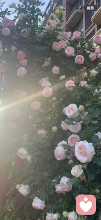若不能把与目标一致的行动，
变成每日如常的坚持，
融入吃饭、睡觉般自然的习惯，
就不必空谈实现。
真正拉开差距的，从来不是起点，
而是日复一日、不动声色的自律与沉淀。
心定下来，脚步稳下来，日子自然会朝着你想要的方向走。配图