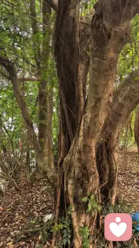 专注
不争辩
因底气深埋于根系之下
不回应
因养分直供主干顶端
任外界风雨喧哗
你只专注刻画自己的年轮
赢从来不必喧嚷
当参天之木不言
其投下的荫凉与结出的果实
便是最沉默的宣言配图