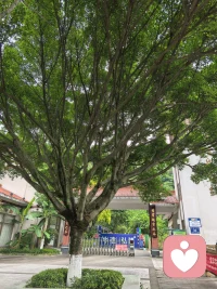 原来树的从容
是因为它在看不见的地方
早已把根扎得很深。
那些默默扎根的日子
都在为后来的枝繁叶茂积蓄力量
慢慢来，你也会像它一样
在自己的节奏里
长成遮风挡雨的模样配图