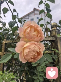 不必纠结旁人懂不懂自己
最该修的是识人的眼光
自省的本心
向外追逐
永远被世事裹挟
向内安顿
方能一生清醒自在