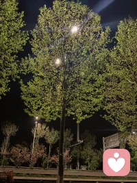 小时候夜里是明亮的，有蛙鸣，狗子是可以自由奔跑的！配图