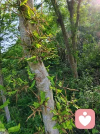 都别想伤害我，带刺的不止玫瑰哦😆配图