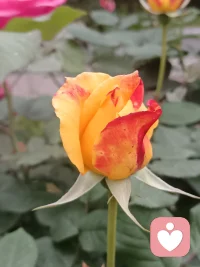 昨晚睡得真不错，今早起床感觉好有劲，这种感觉真棒