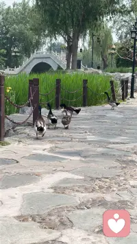 萤火放出豪言说，能照亮太阳