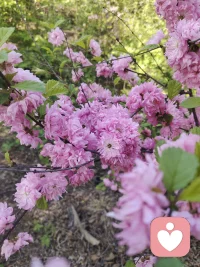 阳光明媚，花开得也格外灿烂！配图