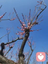 春暖花开，你的心情是否也一样？