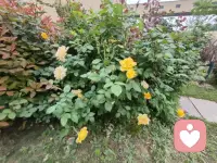 低谷期是老天爷在救你。
大多数人在30~45岁中间会经历一次渡劫，要么是重大疾病，要么感情创伤，要么家庭破碎，要么失业或创业失败，要么欠下巨债等等。当一个人经历低谷期，看清世界的真相后，他笃定的一切都会崩塌，人生会陷入一片迷茫。大多数人选择认命，而不愿认命的人也渐渐迷失。只有极少数人以一种旁人无法理解的方式，不断的对他发起无声的对抗。所以，珍惜你的低谷期，因为低谷期，你身边所有的一切都是真的，低谷期，身边全是鬼。身处低谷，其实是老天在渡你，是老天在救你的命。如果老天爷想送你一个大礼物，一个好机遇，但又怕你接不住，他就会把你拖向低谷期去磨练。低谷期，你一定能看清身边。到底哪个是人，哪个是鬼？当你熬过这段时间之后，就会悟出很多好的东西来，就知道浴火重生是什么感觉，你就会觉得忽如一夜春风来，千树万树梨花开。