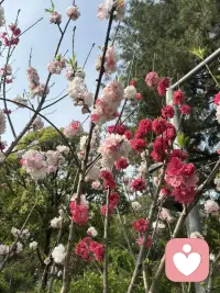 你现在要做的是长时间极致的独处，少言，大量睡眠。
不被灌输周围人的任何观点，极致的专注，按时吃饭，按时睡觉，戒掉你的自恋，少抱怨，少发狂，不要死在自己想象的风暴里。
就这样在这个春季慢慢养出一个全新的充盈的自己。旧人旧事已经开始幻灭，就像花瓣已经掉进土壤，因缘和合下，一切归零，过去的因果已完成，意义已经体现，那片花瓣回归大地，进入下一次轮回。
认栽，承担，及时抽离，不必回应，你也不需要他们了。所有的事都该翻篇了。你已经迈进了新的人生课题。有些新的事情在等着你，你将会走向新的远方，新的旅程，开始全新的世界。这个世界有你主宰，可以是你自己，也可以是天下所有。
治愈你的从来不是时间，而是自己。